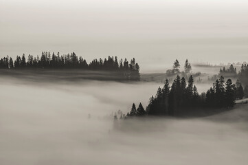 Pienińskie lasy we mgle. - obrazy, fototapety, plakaty