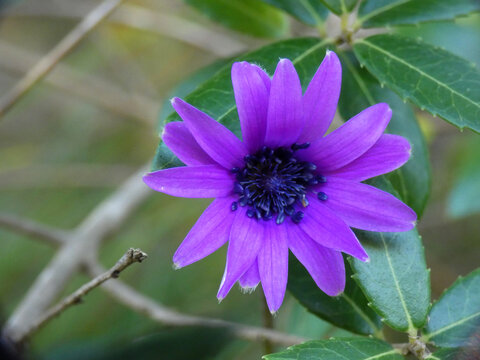 Fiore selvatico