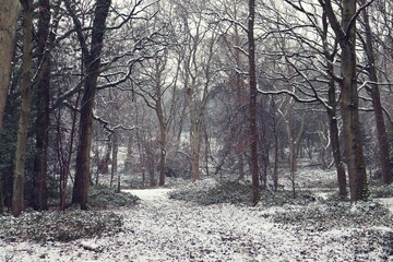Fototapeta premium Snowy forest path