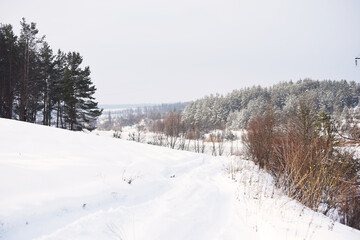 snowy nature in forest,winter photo