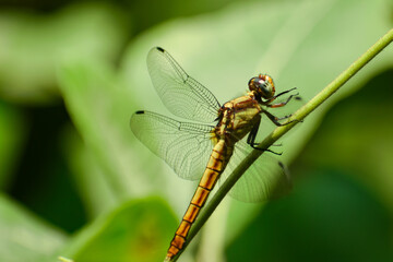 close up of a dragonfly