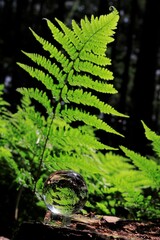 crystal ball with green fern leaves, portrait format