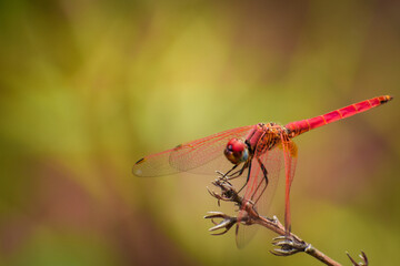 red dragonfly on a branch