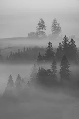 Tuinposter Mistig bos Pienińskie lasy we mgle.