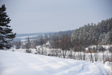 snowy nature in forest,winter photo