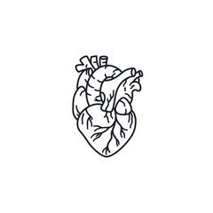 Human heart vector line icon. Inner organ outline symbol.