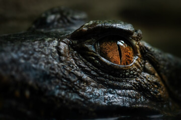 Cuvier's Smooth-fronted Caiman - Paleosuchus palpebrosus, eye detail of small South American crocodile, Brazil. - obrazy, fototapety, plakaty