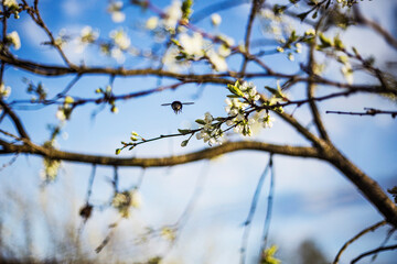branch of a tree
