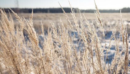 Fototapeta premium Frozen spikelets on a snowy winter wheat field
