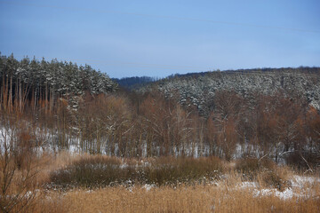 snowy nature in forest,winter photo
