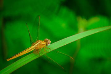 dragonfly on a green leaf