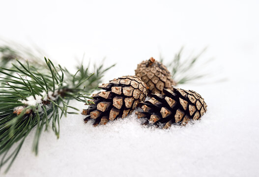 Winter background with snow fir branch and pine cones. Fir branches close-up. Coniferous tree with needles