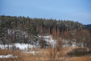 snowy nature in forest,winter photo