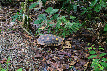 Charapa o tortuga amazónica