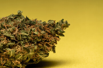 A close-up of a hemp flower on a yellow background.