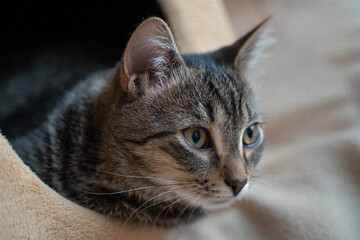 Striped cat in a collar look out from his home on brown background