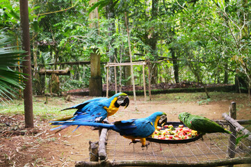 Ara ararauna  y Ara militaris - papagayo azul y amarillo y papagayo verde