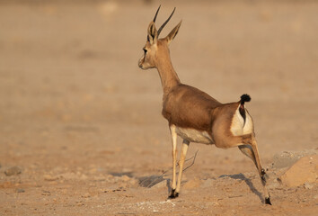 Arabian Rheem Gazelle stretching its leg at Hawar island of Bahrain