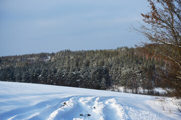snowy nature in forest,winter photo