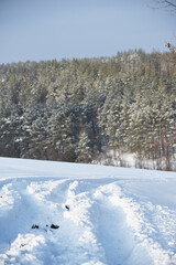 snowy nature in forest,winter photo