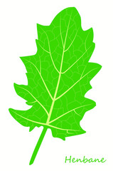 Botanical drawing henbane leaf