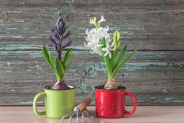 Spring gardening concept. Blue and white hyacinth flowers in mug and gardening shovel on old wooden background