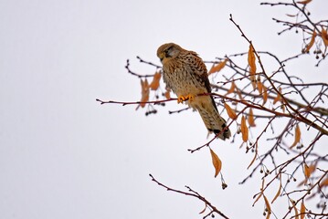 Turmfalke