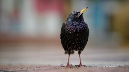 Standing Starling 