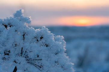 Yarrow grass in hoarfrost in the evening before sunset