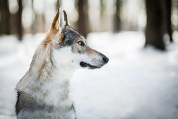 Czechoslovakian wolfdog in the snow