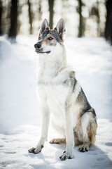 Czechoslovakian wolfdog in the snow