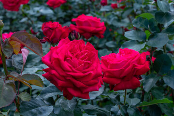 Rose flower bed In the garden.