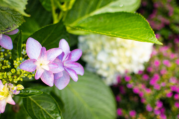 The colorful hydrangea is in full bloom