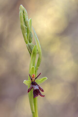 Ophrys insectifera