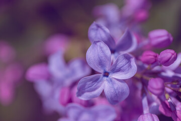 Lilac flower pink spring background.