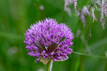 Allium hollandicum flowering springtime plant, group of purple persian ornamental onion flowers in bloom