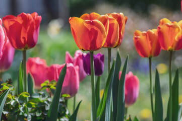 Amazing garden field with tulips of various bright rainbow color petals, beautiful bouquet of colors in sunlight daylight
