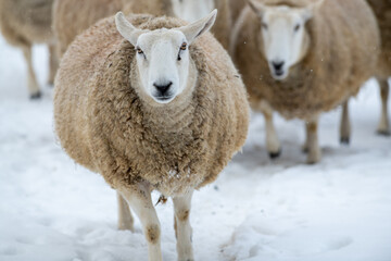 A close up of a large domestic woolly sheep that is staring with its eyes open wide and its ears sticking upwards against a snowy background.  The ewe has a large thick coat of wool with bits of dirt.