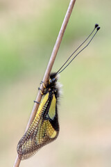 Libelloides 