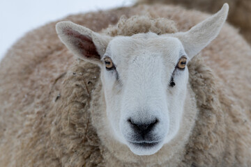 A close up of a large domestic woolly sheep that is staring with its eyes open wide and its ears...