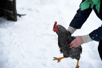 Hen in hands, rural life photo