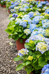 The colorful hydrangea is in full bloom