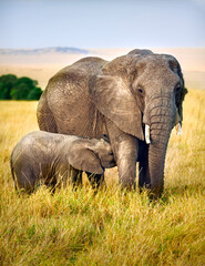 African Elephant feeding her Calf