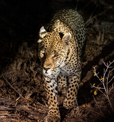 Fototapeta na wymiar Leopard Hunting at Night