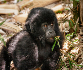 Portrait of Baby Mountain Gorilla in Wild