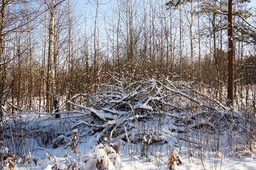 zimowe drzewa ,łąka © Marcin Łazarczyk