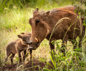warthog mother and piglet in the wild
