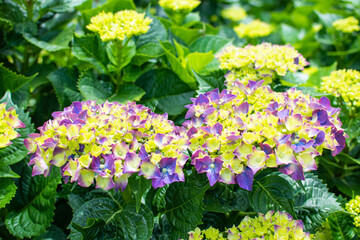 The colorful hydrangea is in full bloom