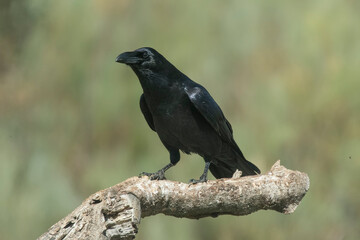 crow, the most intelligent bird, perched on a branch