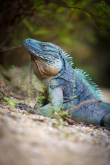 Extremely Rare Blue Iguana (Cyclura lewisi) is protected in the Queen Elizabeth II Botanic Park, where you can find the real natural habitat of this surprising creature. East End, Grand Cayman, Cayman